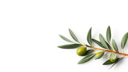 A serene green olive branch lies flat against a crisp white background, its emerald hue evoking feelings of peace and tranquility, creating a sense of stillness and calmness, calm, tranquil, branch