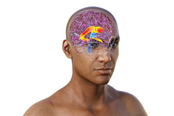 The lateral brain ventricles, 3D illustration