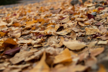 Fallen autumn leaves laying on ground; season change background and copy space.