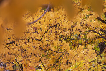 Colorful autumn leaves; season change background and copy space.