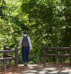 Fototapeta premium 秋の公園で一人で散歩するシニア男性の姿