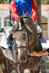 Race horse head and jockey. Purebred in the hippodrome. Turf