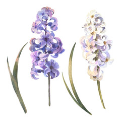 Purple spring flower hyacinth. Watercolor illustration of a delicate bright hyacinth flower with leaves. Design for printing postcards, invitations to weddings, birthdays, easter