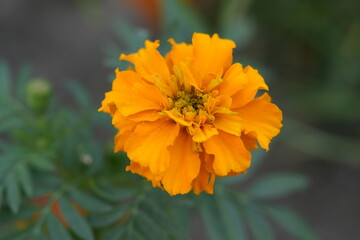 orange flower of calendula