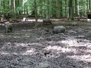 wildschwein herde