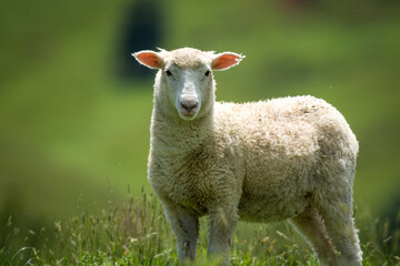 Obraz premium lamb in lush green grassy field