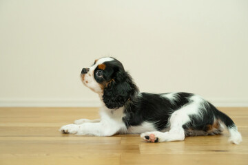 飼い主を見上げる子犬　キャバリア