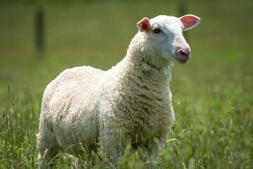 Obraz premium lamb in lush green grassy field
