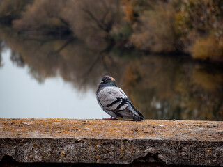 pigeon on a fence