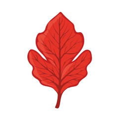 Obraz premium 2D Simple flat illustration red leaf lettuce motion graphic flat-design vector animation style, isolated in white background, logo design