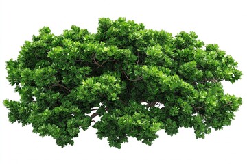 Obraz premium Trees isolated on white background, tropical trees isolated used for design, advertising and architecture