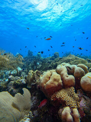A beautiful fish hiding in the colourful coral reef on Curacao island in the Caribbean Sea. Scuba Diving underwater photography	