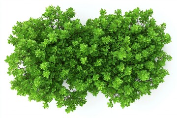 Obraz premium Trees isolated on white background, tropical trees isolated used for design, advertising and architecture