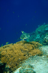 Beautiful Sea Turtle Swimming In The Blue Waters of the Caribbean Sea. Relaxed Scuba Diving in Curacao, Aruba and Bonaire.	