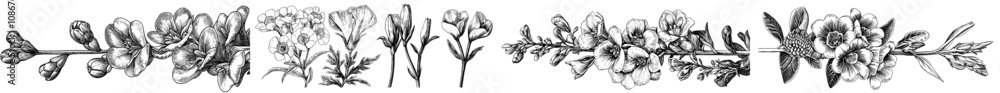 Poster an outline style illustration of a freesia flower. an abstract design with spring leaves. an abstrac