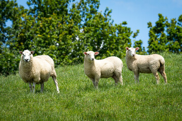 mother sheep and her lambs in lush green grassy field
