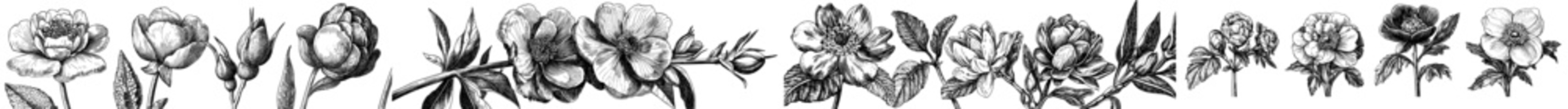 Naklejka premium The set features hand drawn floral design elements, abstract shapes. Wild and garden flowers and leaves, isolated on a transparent background in trendy colors.