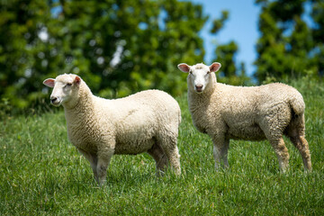 Obraz premium pair of lambs in lush green grassy field
