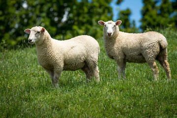 Obraz premium pair of lambs in lush green grassy field