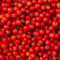 Rowanberry berries texture background, Sorbus aucuparia fruits pattern, many rowan berries banner