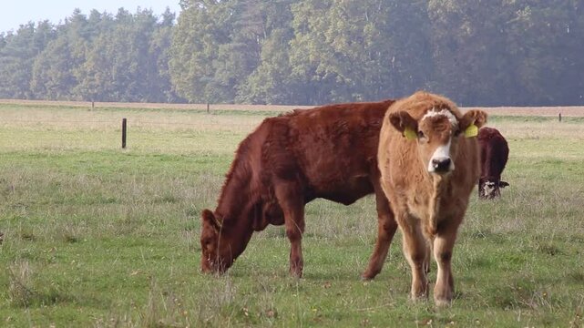 Cows are grazing in a pasture near a farm.