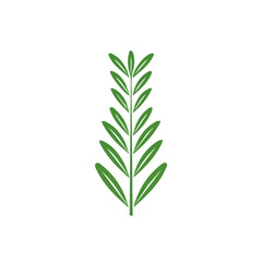 Simple flat 2D icon rosemary branch isolated on a transparent background, vector, flat design, animation design, vector, flat design, animation design, simple illustration, minimalist design