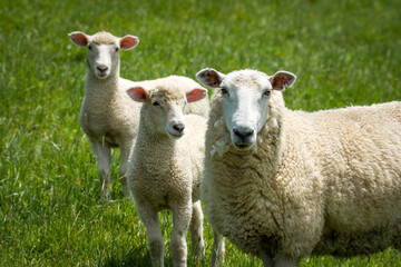 mother sheep and her lambs in lush green grassy field