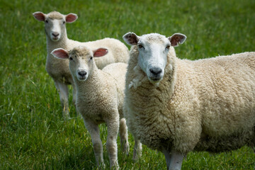 mother sheep and her lambs in lush green grassy field