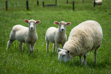 mother sheep and her lambs in lush green grassy field