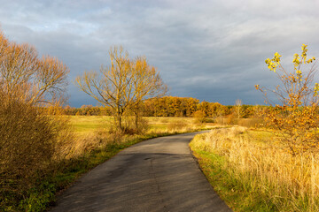 An asphalt road through autumn fields leading towards a forest. Late autumn in the Czech Republic.