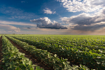Soybean field with rows of soya bean plants