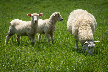 mother sheep and her lambs in lush green grassy field