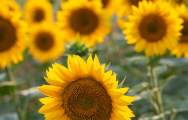 A nice sunflowers in a field.