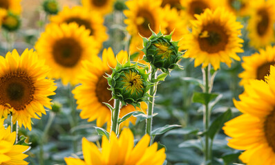 Fototapeta premium A nice sunflowers in a field.