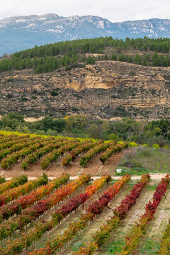 Colorful vineyard hills with stripes of red, orange, and green leaves undulate towards the horizon, perfectly capturing the beauty of the autumn season in Briones La Rioja Spain