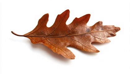 Fototapeta premium leaf isolated on white