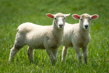Obraz premium pair of lambs in lush green grassy field