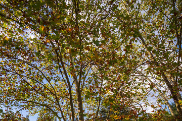 leaves against the sky