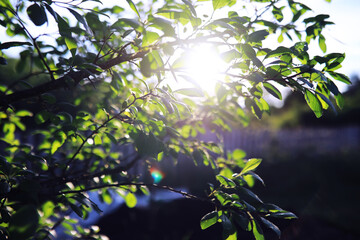 Plants and flowers macro. Detail of petals and leaves at sunset. Natural nature background.