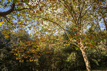 Fototapeta premium Tree in autumn, fall with leaves changing colors