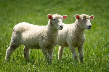 Fototapeta premium pair of lambs in lush green grassy field
