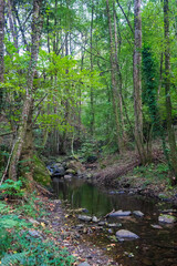 Forest and Stream