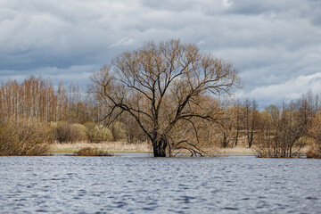 Amidst the Rising Waters: A Solitary Tree Defies the Flood Under a Brooding Sky.