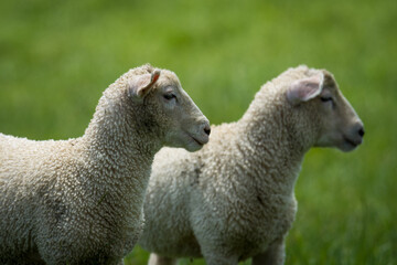 pair of lambs in lush green grassy field