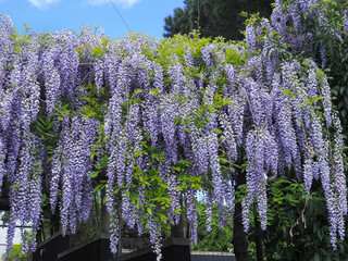 Beautiful Prolific tree with scented classic purple flowers in hanging racemes. Blooming violet Wisteria Sinensis. Blue Chinese wisteria is a species of flowering plant in the pea and Fabaceae family.