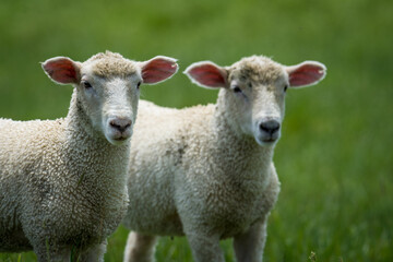 Fototapeta premium pair of lambs in lush green grassy field