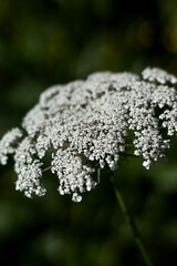 close up flowers in a forest