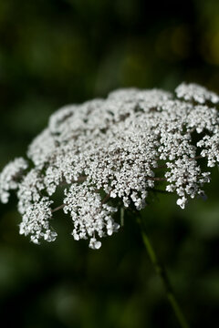 close up flowers in a forest