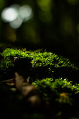 close up of sun lit moss in a forest
