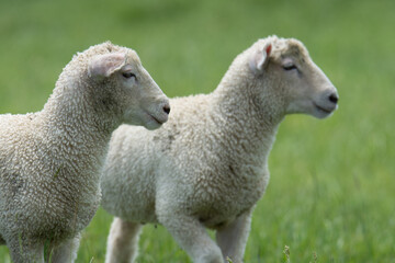 pair of lambs in lush green grassy field